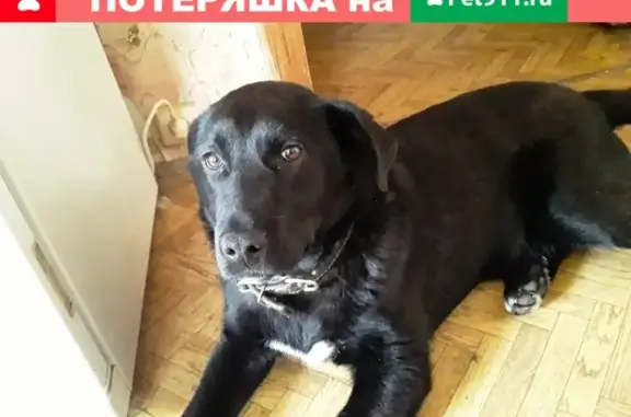 Найдена собака в Мценске