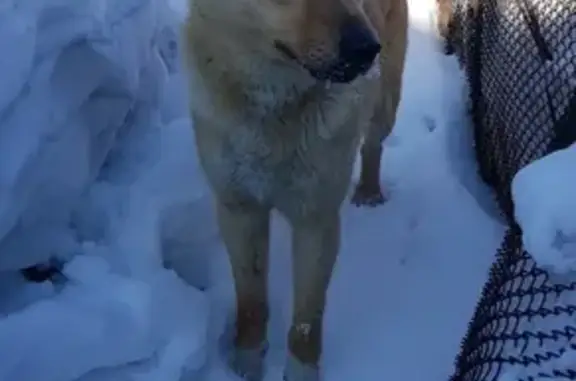 Найдена собака около ТРК Лапландия, Кемерово