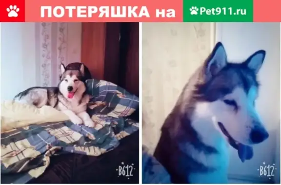 Найдена собака в Шатуре из Москвы