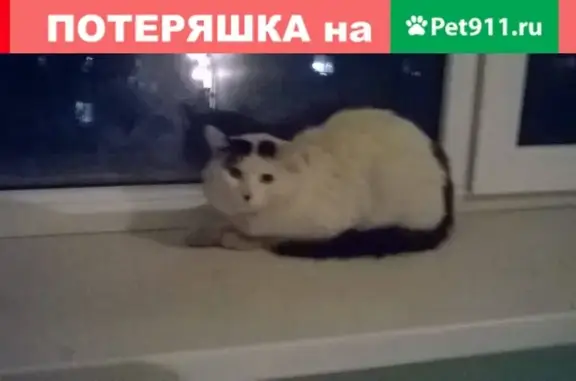Найдена кошка, ищем хозяев! Днепропетровская 10А, Ростов-на-Дону