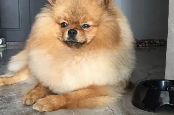 Потерянные животные Сургут, фото: Пропала собака на ул. Восход д.21, помогите найти!