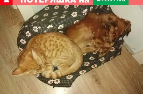 Собаки потеряшки, Тверь, фото: Потеряшка собака на Литейном переулке