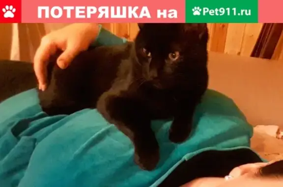 Пропала кошка в Кашире, Московская область