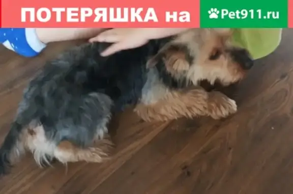 Собаки потеряшки, посёлок Сокольники, фото: Потеряшка собака в поселке Сокольники, Зеленоградский район