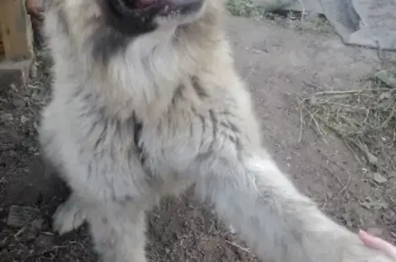 Пропала собака в Новокузнецке