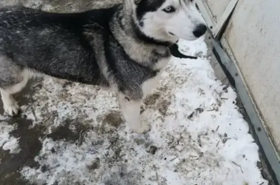 Собаки потеряшки, Жиглицы, фото: Потеряшка собака в деревне Захарьино, Калининский район
