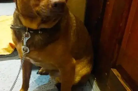 Найдена собака в Лианозово, ищем старых хозяев