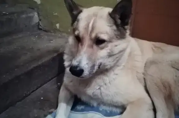 Найден пёс в Рязанской области, ищем приют