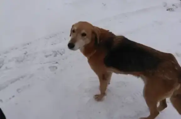 Найдена собака в Жильнево, Дзержинский район