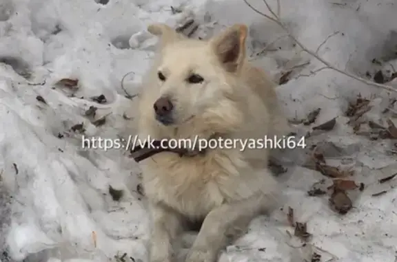 Найдена собака на проспекте Энтузиастов, Саратов.