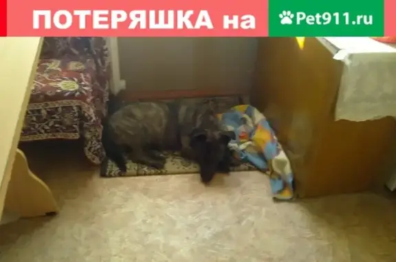 Найден домашний щенок на ул. Лермонтова, Симферополь.