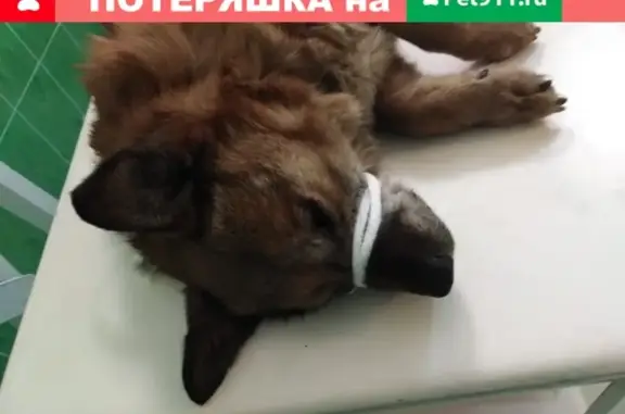 Найдена собака в Кемерово, нужна помощь!