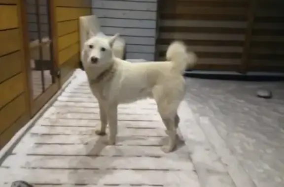 Найдена собака в СПб, Приморский район