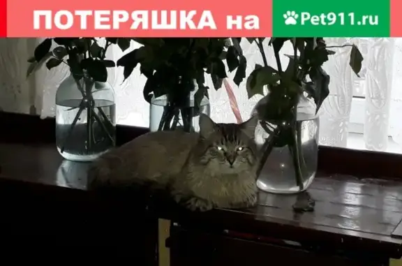 Пропал кот Мурзик в Пятигорске, вознаграждение за информацию!