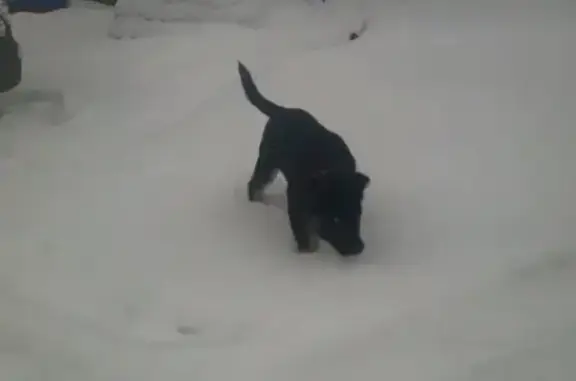 Найдена собака в Берендеевке, Кострома