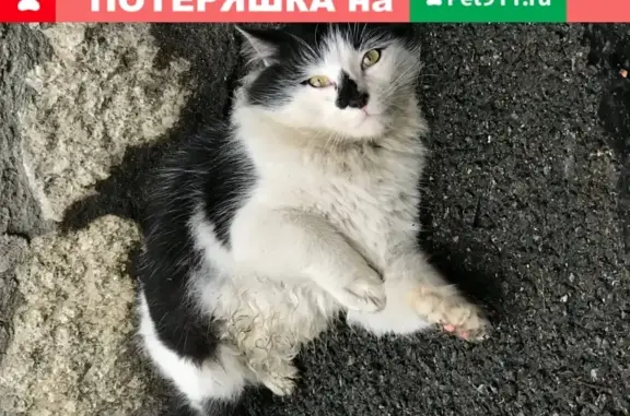Найден ручной котик по адресу в СПб