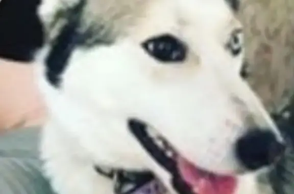 Пропала собака Лейла в Орехово-Зуево