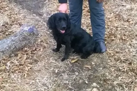 Пропала собака во Владивостоке, черная, 50 см в холке, белая точка на груди, без левого клыка.