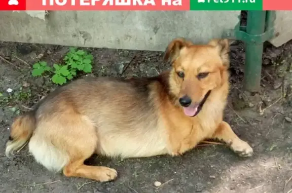 Пропала собака на Сенной улице, Воронеж