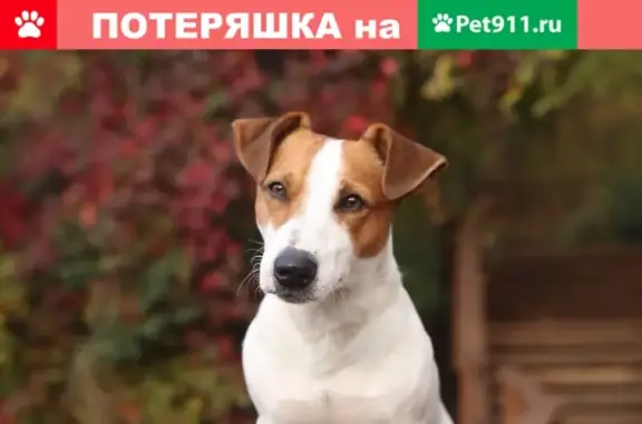 Пропал пес Джек-Рассел-Терьер в парке «Мещерский», Одинцовский район, микрорайн Сколково.