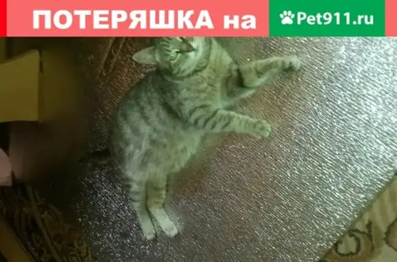 Пропала кошка в Саранске на улице Сущинского гаражи