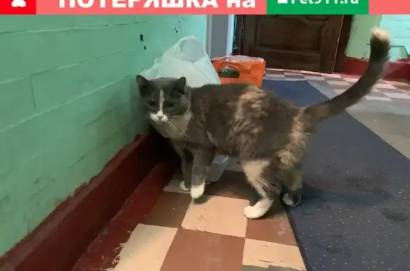 Найдена трехцветная кошка на Шоссейной, 3, Москва