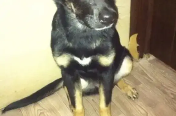 Пропала собака Астон в Нижнем Тагиле.
