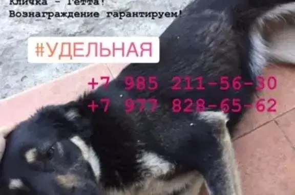 Пропала собака Гетта в Малаховке, Московская обл.