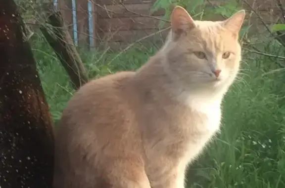 Пропал кот Бонька в районе Шелккомбината г. Киржач