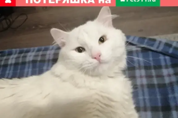Найден белый кот на ул. Ермолинская, Видное