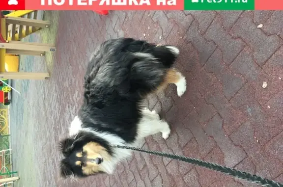 Пропала собака Колли на улице Полевая