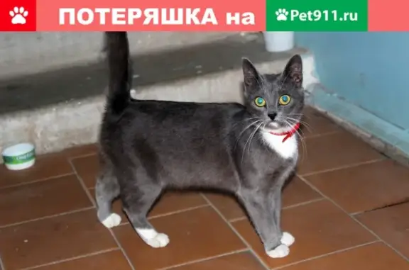 Пропала кошка с ошейником в Смоленске
