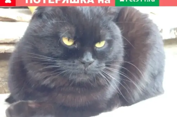 Пропала кошка в Среднеуральске, Коптяки, 22.02.2019