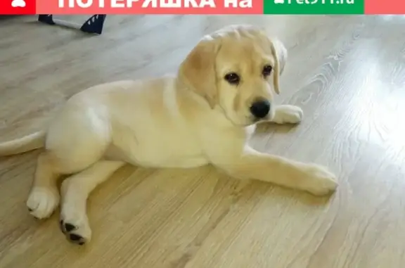 Пропал щенок лабрадора в Новороссийске
