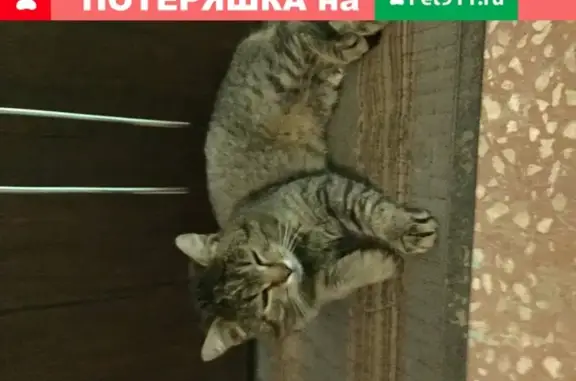 Найдена кошка на ул. Давыдовский, 3 в Костроме