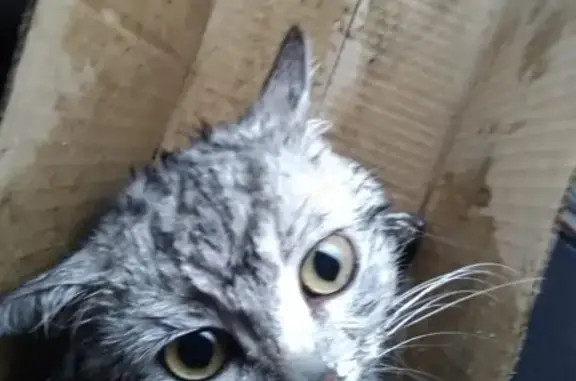 Найдена кошка и сбитый котенок на Ильинском шоссе, Красногорск