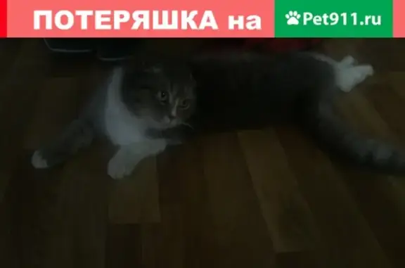 Пропала кошка Сюзи в пос. Свободы, ул. Ильина