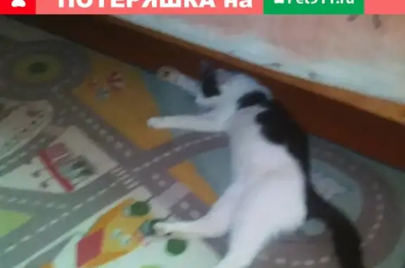 Потерянные животные Смоленск, фото: Пропала кошка Машка на улице Пригородная 10, Смоленск