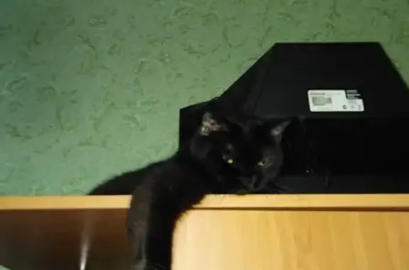Найдена кошка в Новосибирске, нужна помощь!