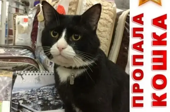 Кошки потеряшки, Курган, фото: Потеряшка кошка в Кургане, район Карла Маркса 117