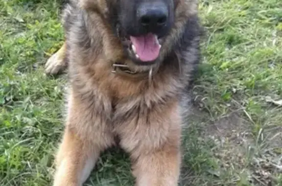 Пропала собака Рей в районе Порта, Ульяновская область