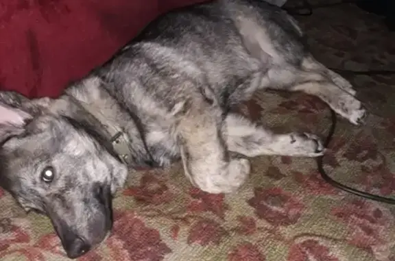 Пропала собака Бублик на пр-те Советской Армии