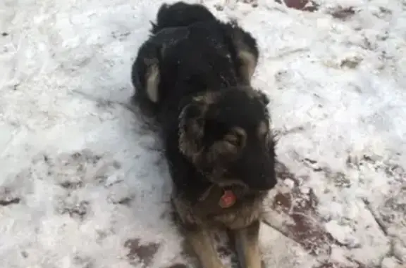 Пропала собака Тишка в Магнитогорске