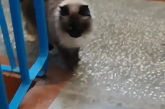 Кошки потеряшки, Сургут, фото: Потеряшка кошка по ул. Киртбая, д. 9/1 в Сургуте