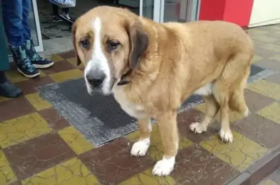 Потеряшка: Большая собака у магазина Спар в Пензе