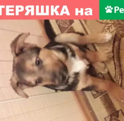 Найдена собака в Костроме, Россия