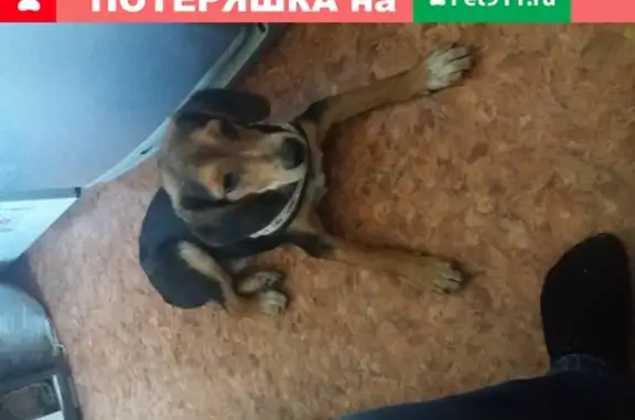Найден ухоженный щенок в Чите, Россия