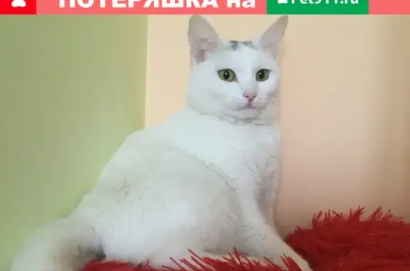 Пропала кошка в Опалихе, Красногорск: Турецкая ангора, белый окрас с серым пятнышком, 11 месяцев. Дом 17, проезд Островского.