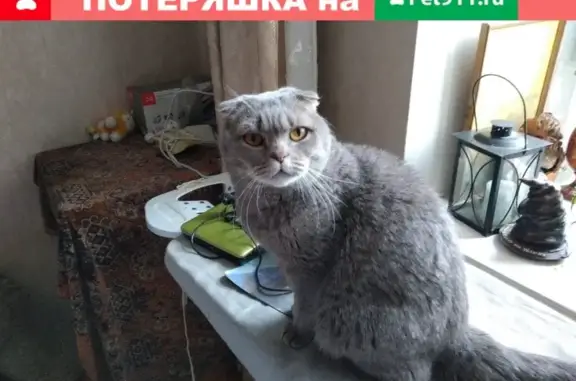 Найдена кошка на ул. Космонавта Волкова