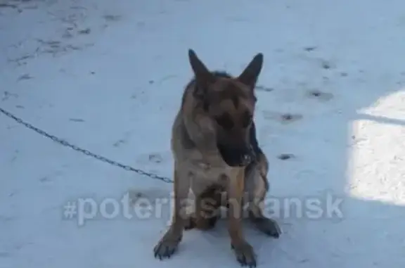 Найдена собака в районе Химзавода, ищем хозяев!